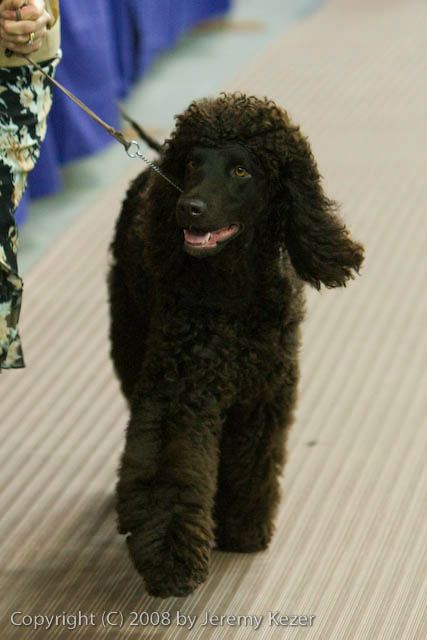 20081129-iwsac-0188.jpg