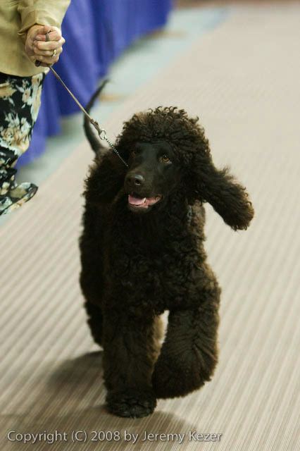20081129-iwsac-0189.jpg