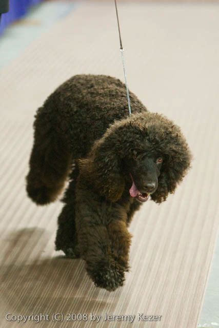 20081129-iwsac-0218.jpg
