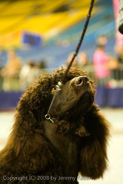 20081130-iwsac-0253.jpg