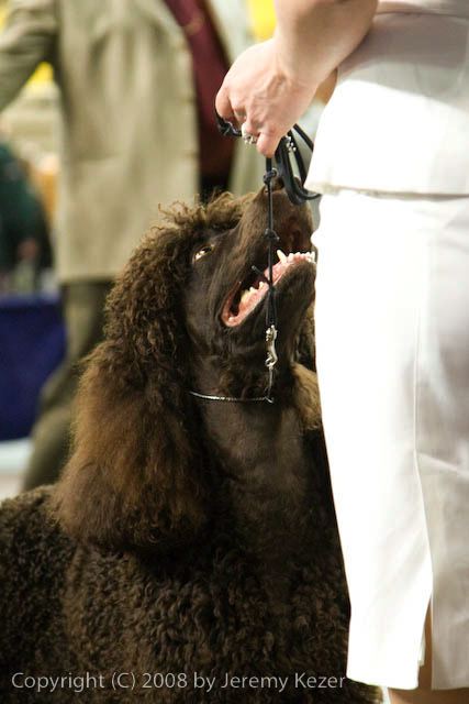 20081130-iwsac-0255.jpg